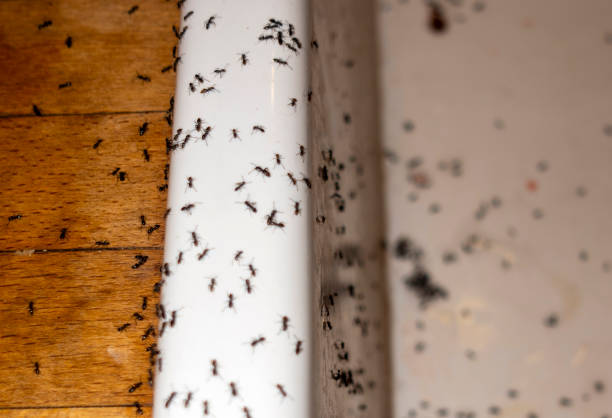 Best Pest Removal Services  in Vandenberg Village, CA