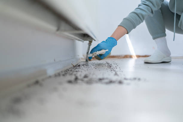 Best Wasp Removal Services  in Vandenberg Village, CA